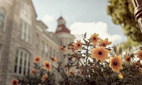 yellow flowers and main hall 